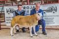 Champion Texel_2